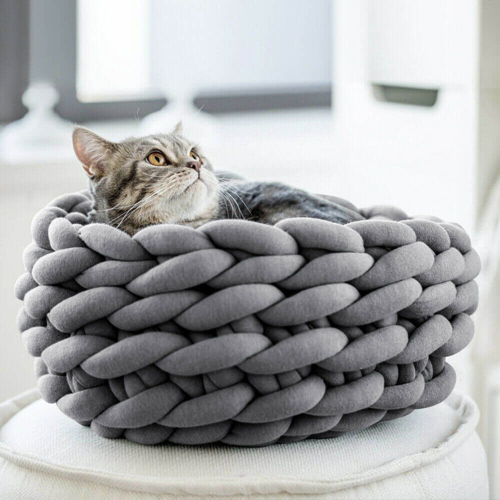 Cat lying in pet bed