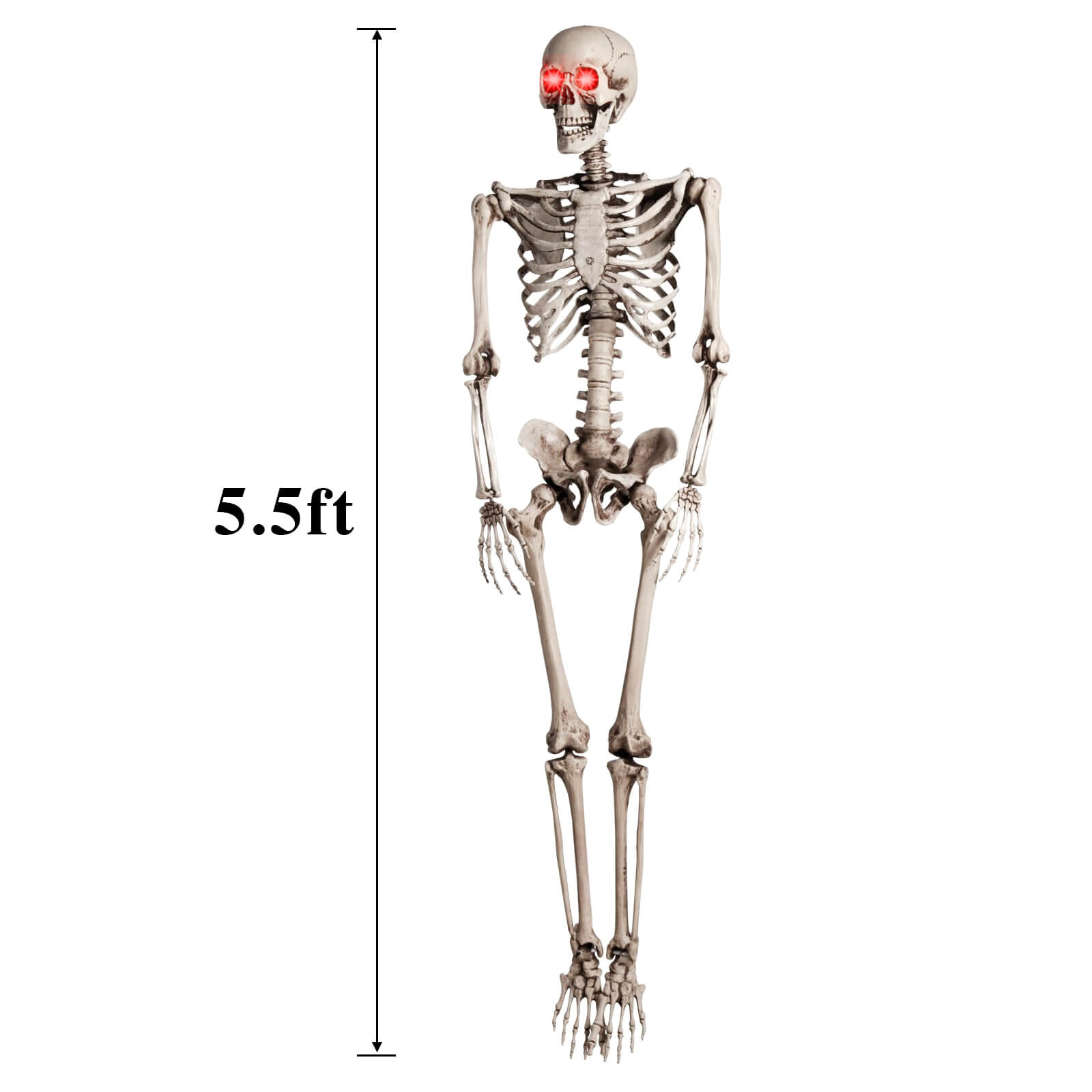 Life-Size Skeleton - BCBMALL