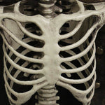 Halloween Skeleton detail