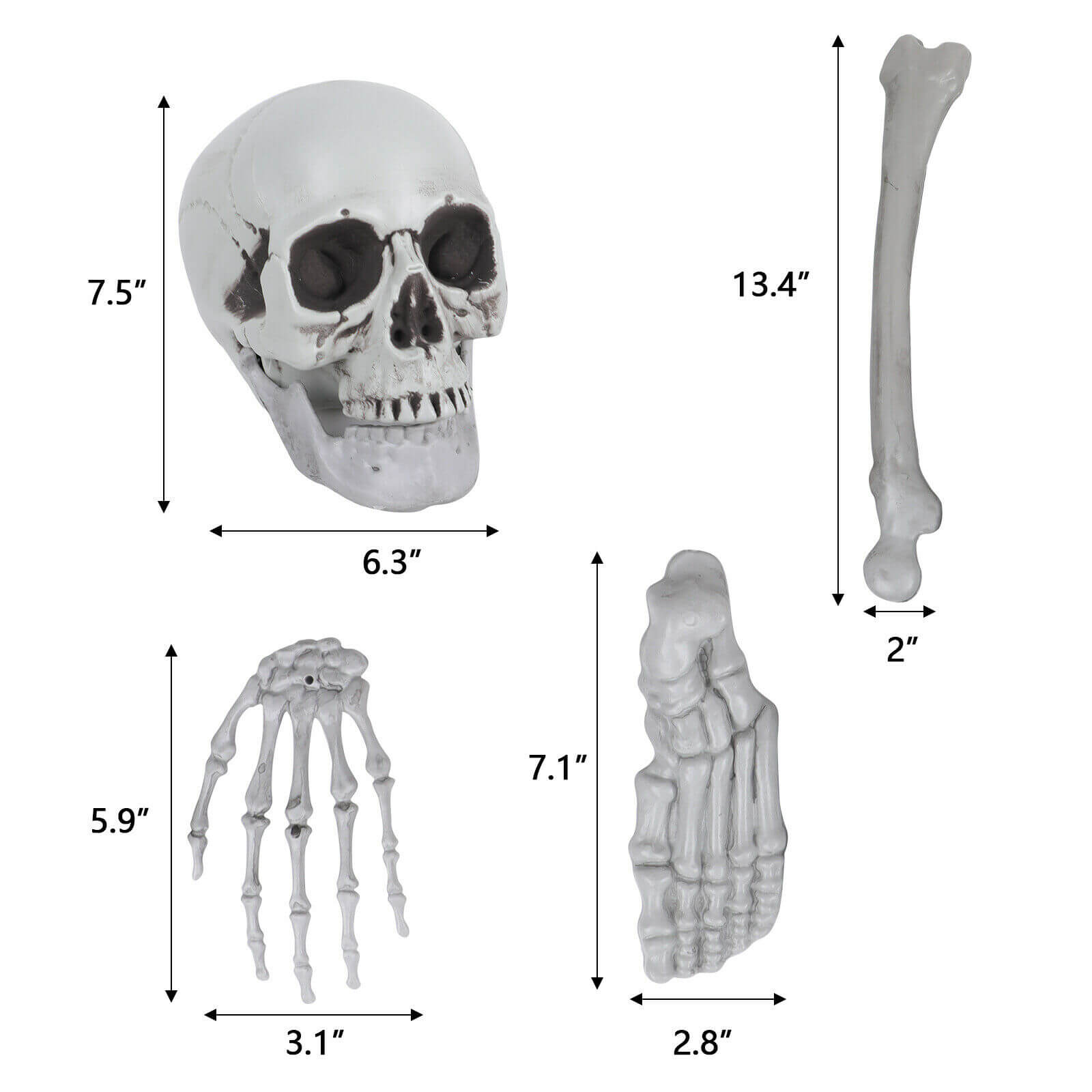 Halloween Skeleton size