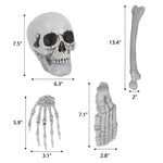 Halloween Skeleton size